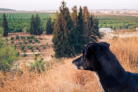 <p>La ciudad israelí de Tel Aviv tendría la mayor cantidad de canes per cápita del mundo, ¡con 17 humanos por cada perro! También, contaría con 70 parques para perros. Foto: Brian Miller / Getty Images </p>