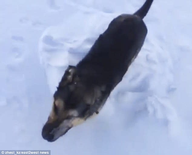 Imagen de un perro supuestamente encontrado muerto por congelacion de pie en Kazajistán. Se puede apreciar que el lateral derecho del animal está recubierto de polvo de nieve, lo que prueba que estuvo tumbado sobre ese lado. (Crédito imagen: © zhest_kz/east2west news).