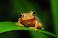 <p>A group of frogs known as bush frogs are mostly found on sitting on leaves and calling for their mates. 9 bush frogs have been <a href="http://news.mongabay.com/2011/0809-hance_tenfrogs.html" rel="nofollow noopener" target="_blank" data-ylk="slk:discovered in the year 2011;elm:context_link;itc:0;sec:content-canvas" class="link ">discovered in the year 2011</a> alone. The Blue-eyed bush frog <em>(Philautus leutolus)</em> is one of the prettiest bush frogs which has been recently discovered in the western ghats. Text and photo credit <a href="http://amoghavarsha.com/" rel="nofollow noopener" target="_blank" data-ylk="slk:Amoghavarsha;elm:context_link;itc:0;sec:content-canvas" class="link ">Amoghavarsha</a>.</p>