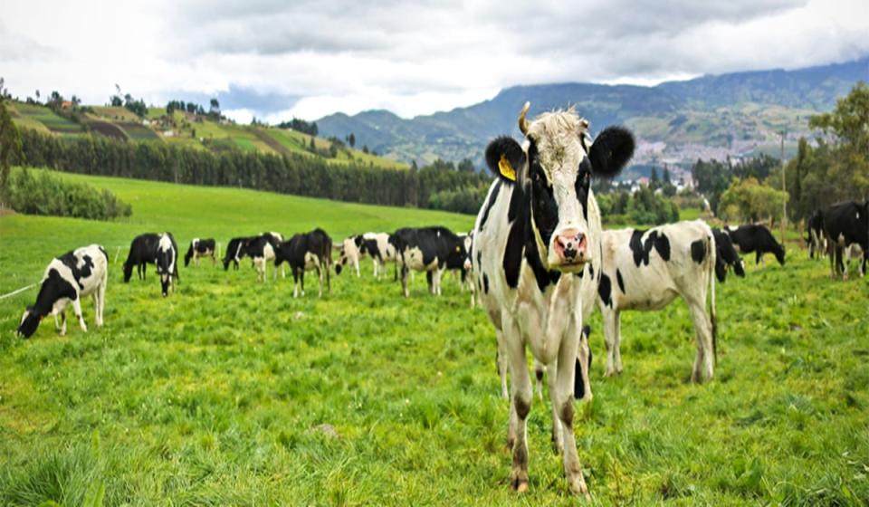 ."Colombia no puede quedar en un monopolio de frigoríficos de carne de res", dijo el presidente Gustavo Petro. Foto: MinAgro