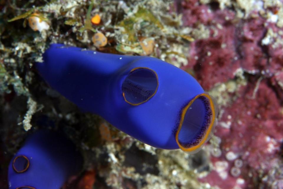 Tunicate Coral Reef