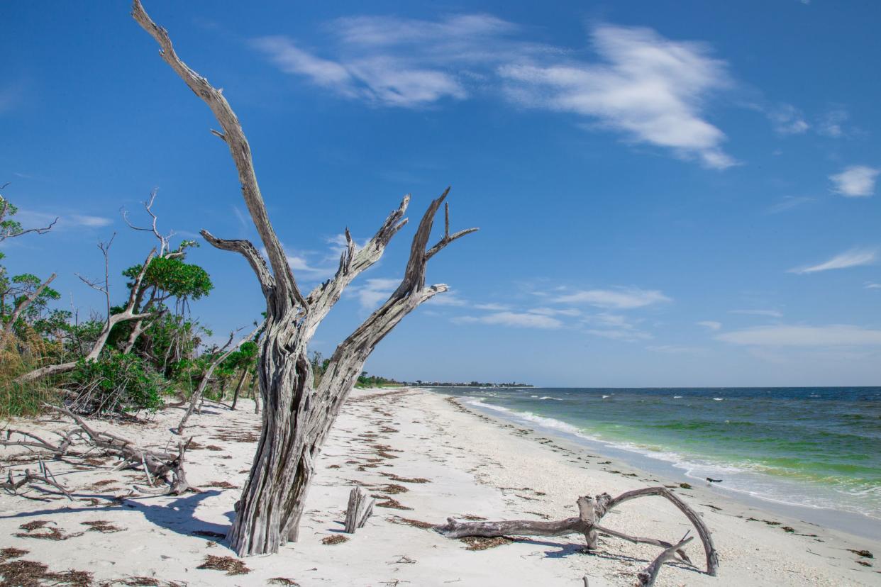 Remnants of trees on the south end of La Costa Island, near Captiva, Florida