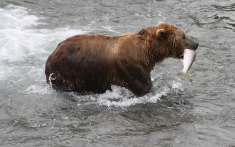 A brown bear catches a salmon at Brooks Falls in Katmai National Park and Preserve, Alaska - Credit: AP