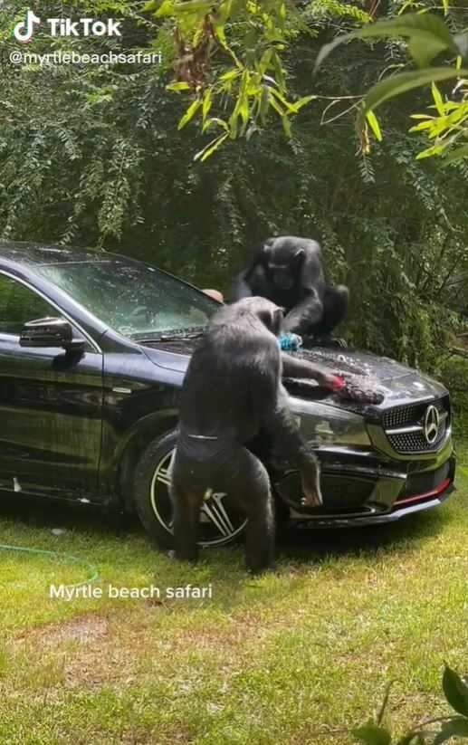兩隻黑猩猩除了開車還會洗車。（圖／翻攝自myrtlebeachsafari抖音）