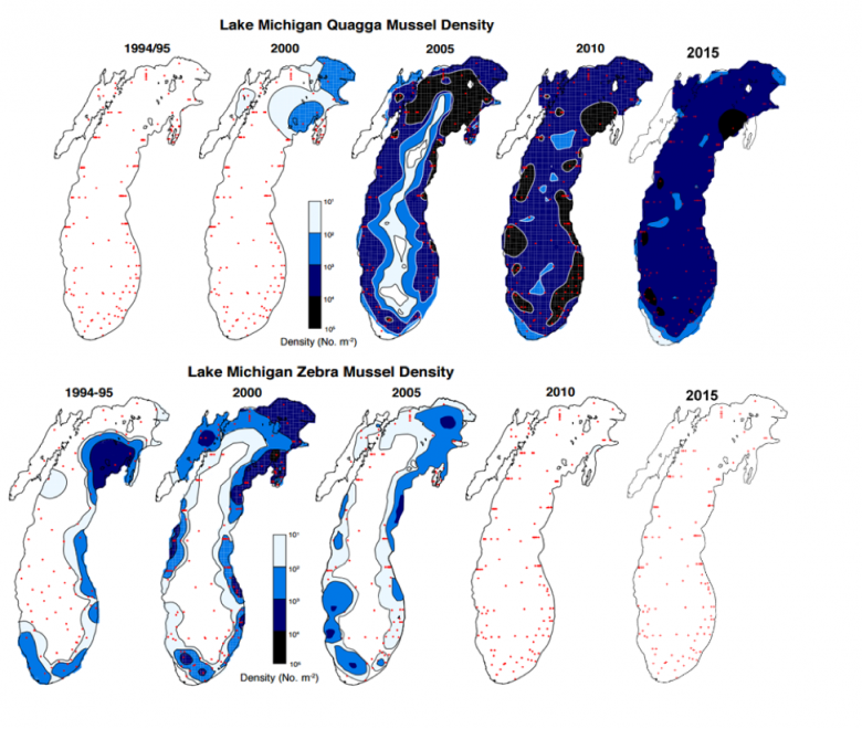 A map showing the changes in quagga mussel and zebra mussel population density in Lake Michigan overtime. Zebra mussel populations have declined as quagga mussel populations have outcompeted them.