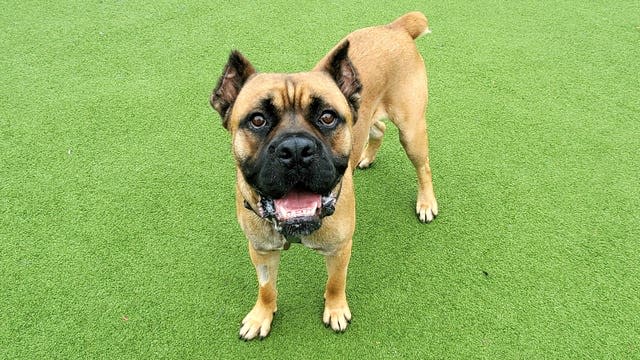 Pug helps nervous mastiff