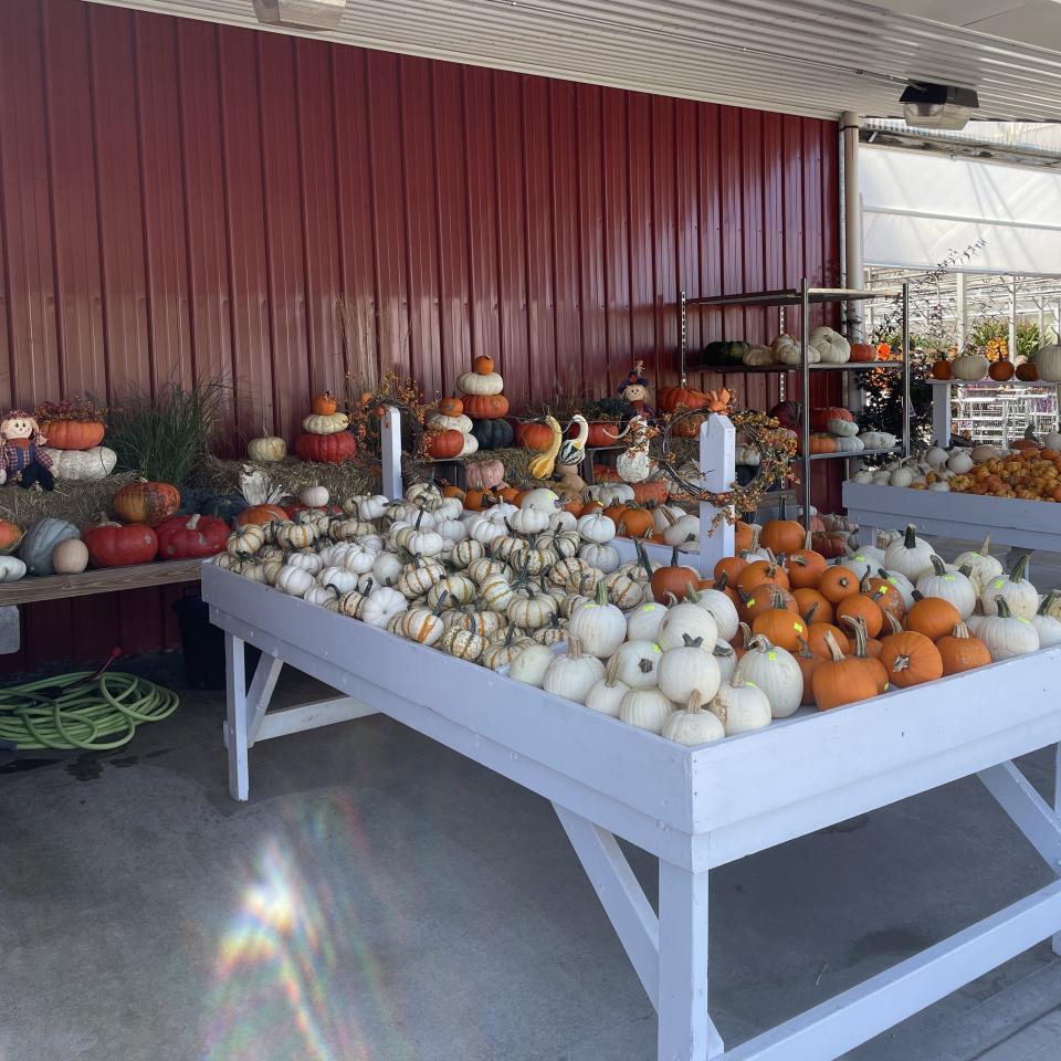 An array of petite pumpkins at the North Star Orchards market.