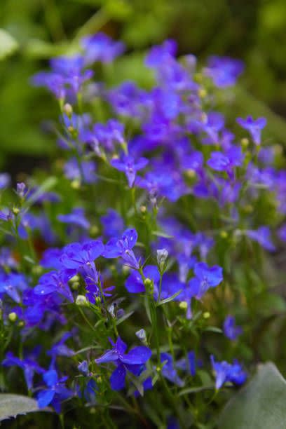 Lobelia