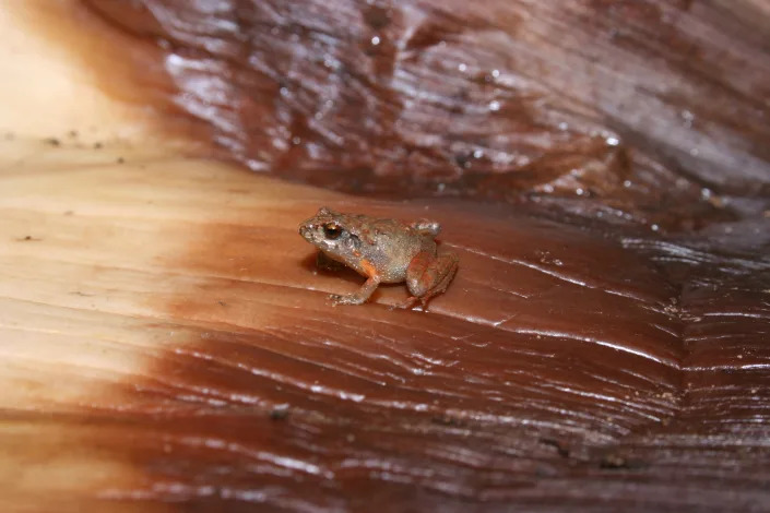 The Craugastor cueyatl - cueyatl means 'frog' in one of Mexico's indigenous languages Nahuatl