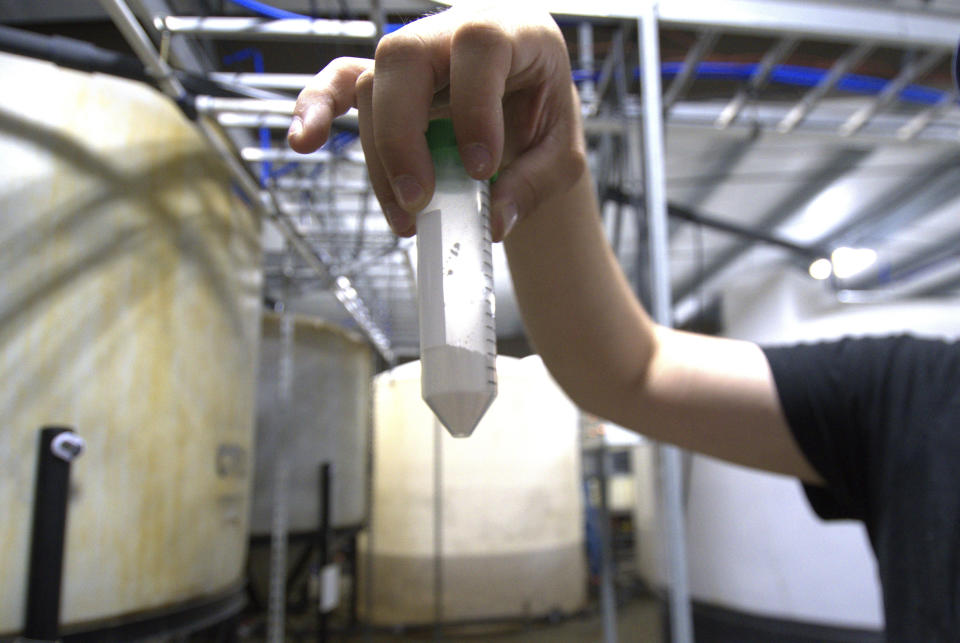 Dave Hoffman of West Virginia University's Water Research Institute holds up a vial of light rare earth oxides at a facility that separates them from acidic groundwater draining from an abandoned coal mine, June 25, 2024, in Mount Storm, W.Va. Researchers are finding that groundwater pouring out of this and other abandoned coal mines contains the rare earth elements and other valuable metals that are vital to making everything from electric vehicle motors to rechargeable batteries to fighter jets smaller, lighter or more powerful. (AP Photo/Marc Levy)