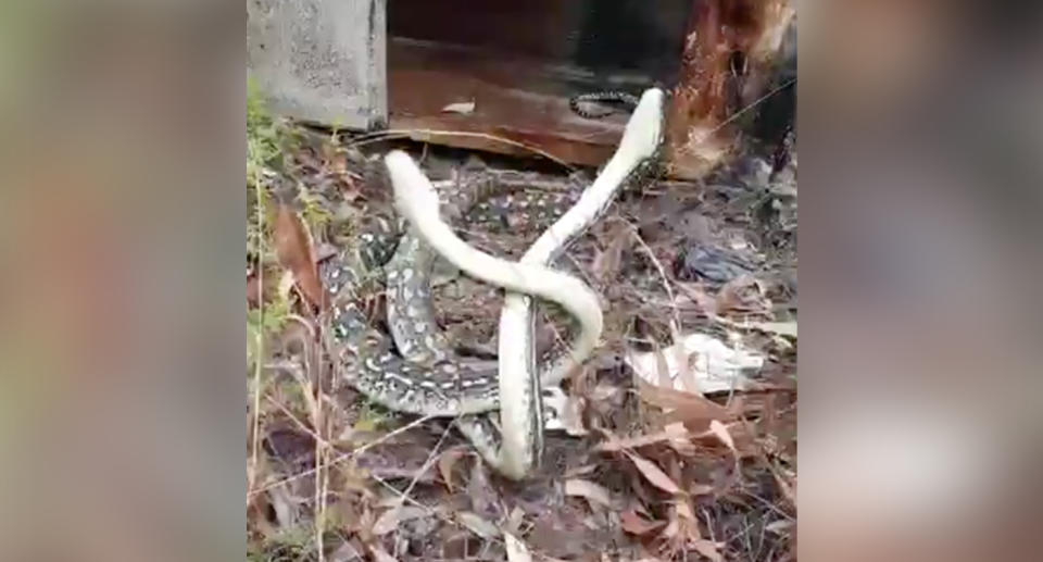 The two male pythons were closely matched and turned their attention on one another after being released along with a few others snakes on Friday afternoon. Source: Gold Coast and Brisbane Snake Catcher/ Facebook