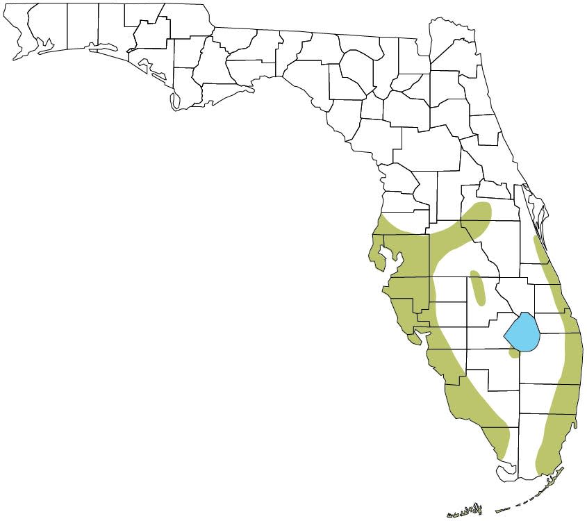 Green iguanas occur throughout much of the southern half of Florida but are most common near the coast.