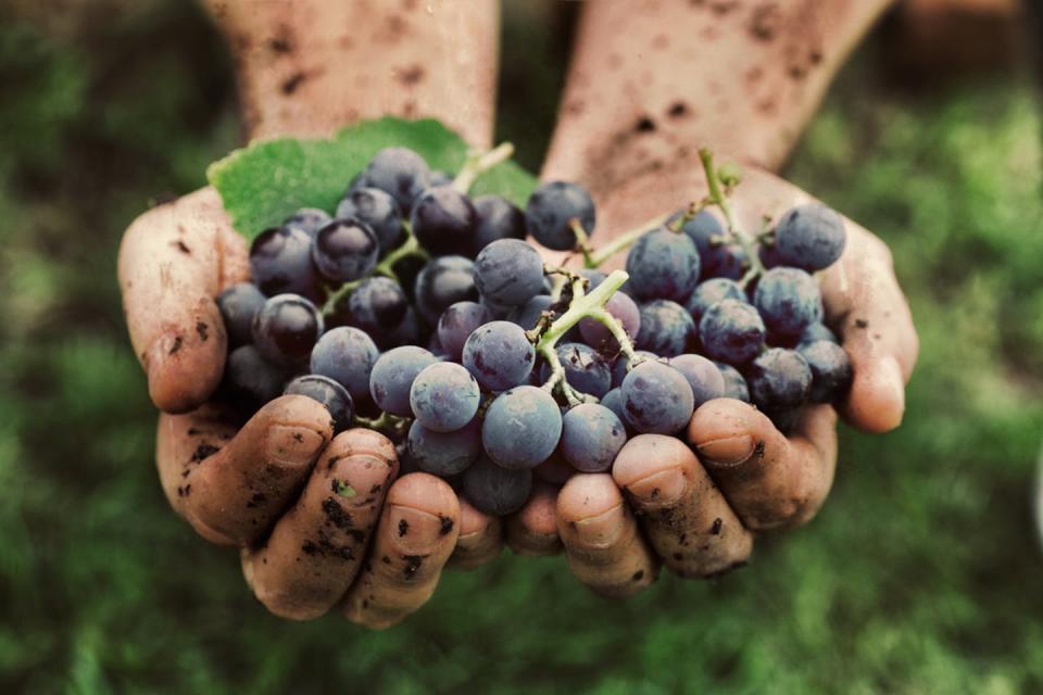 A person holds a bunch of red grapes.