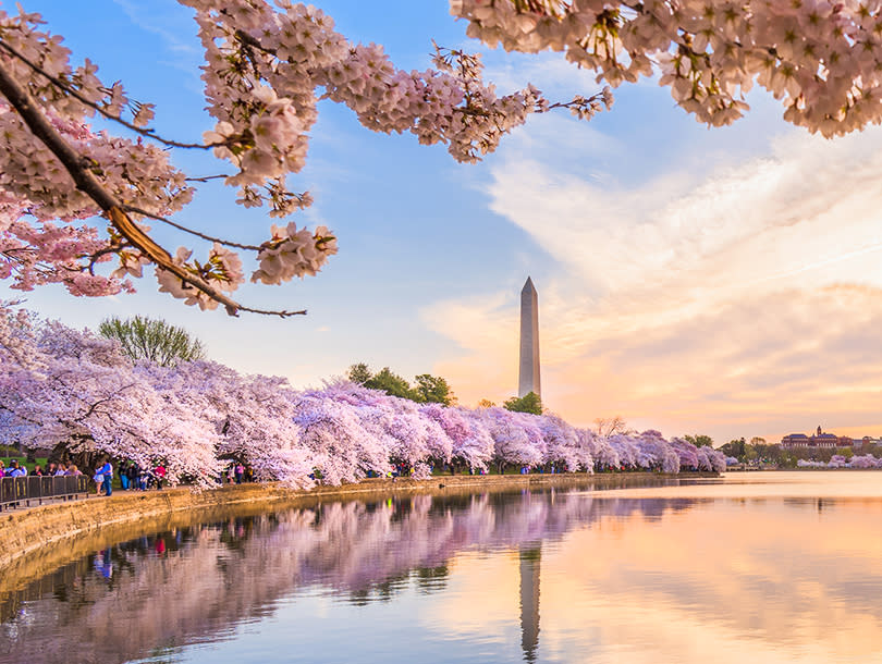 華盛頓櫻花季