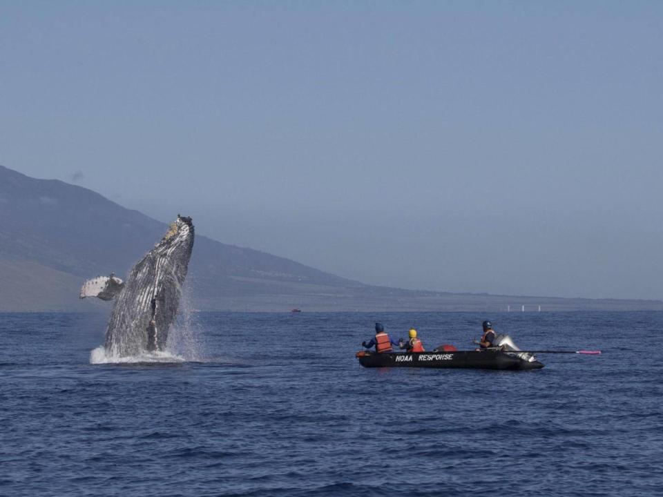 Humpback whale that was freed after being entangled breaches off Makena Beach (AP)