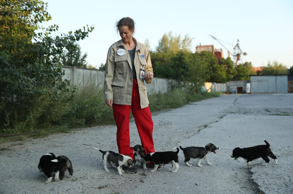 Marie-Louise Chenery, who is from San Diego, California, and is a volunteer with the Dogs of Chernobyl initiative, tends to stray puppies near the Chernobyl nuclear power plant as the abandoned construction site of reactors five and six stands behind on August 17, 2017.