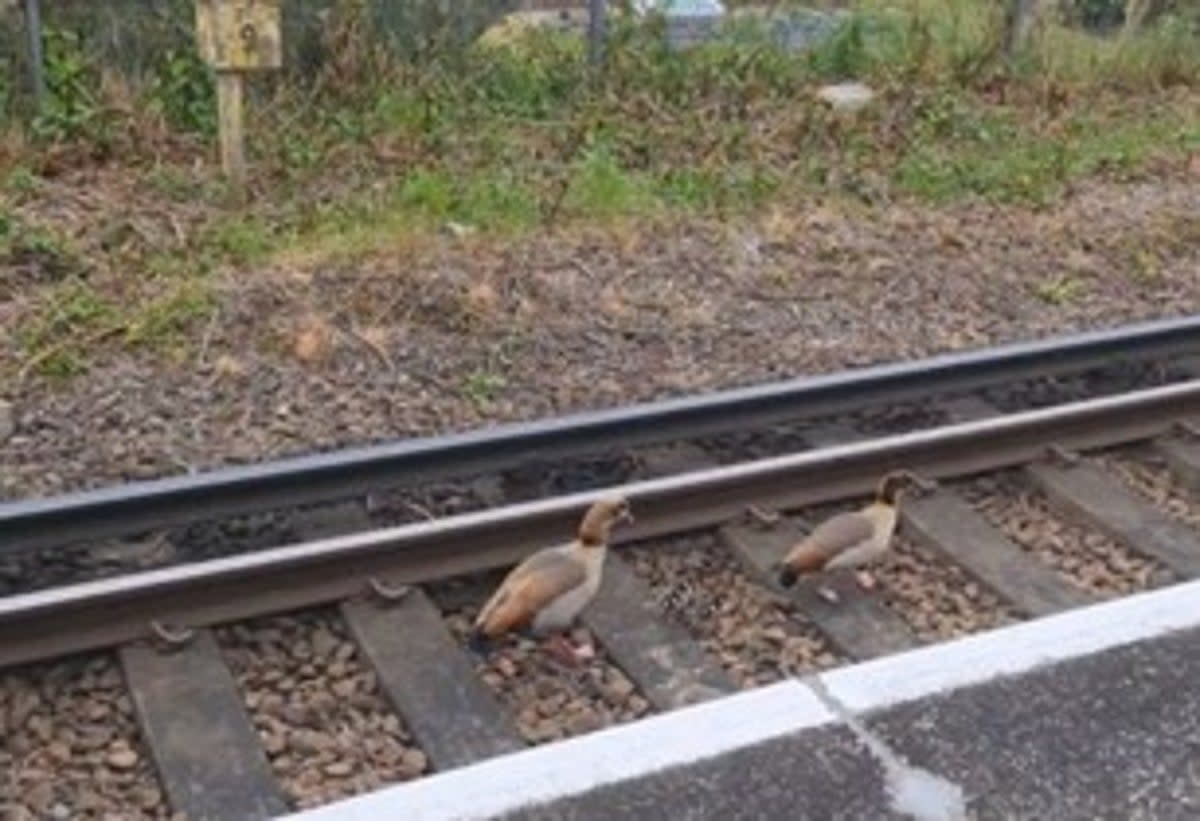 Family of geese wandering onto the tracks at North Sheen station  (Stephen Sloan)