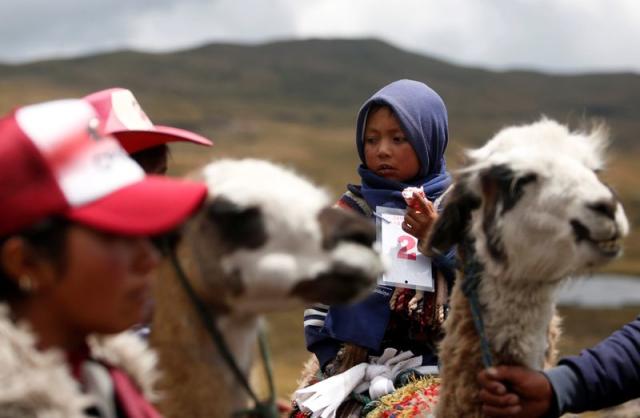 AP Photos: Kids race llamas in Ecuador's highlands