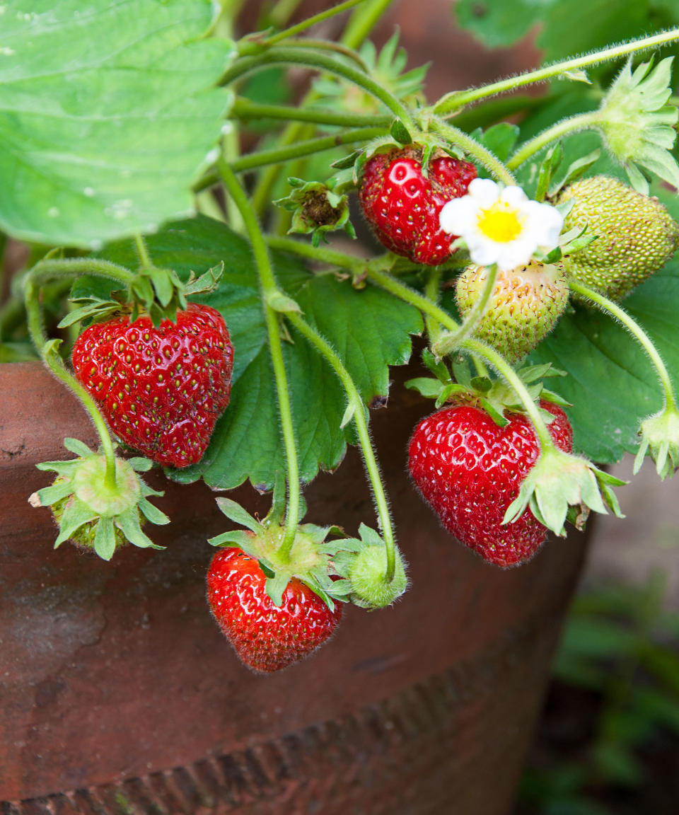 Patio strawberries