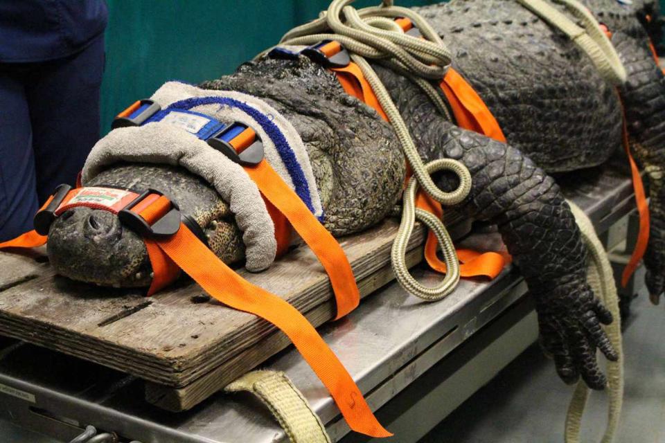 <p>Sarah Carey</p> This alligator, named Brooke, is owned by the St. Augustine Alligator Farm Zoological Park and came to the UF Veterinary Hospital for a full diagnostic work-up on July 25