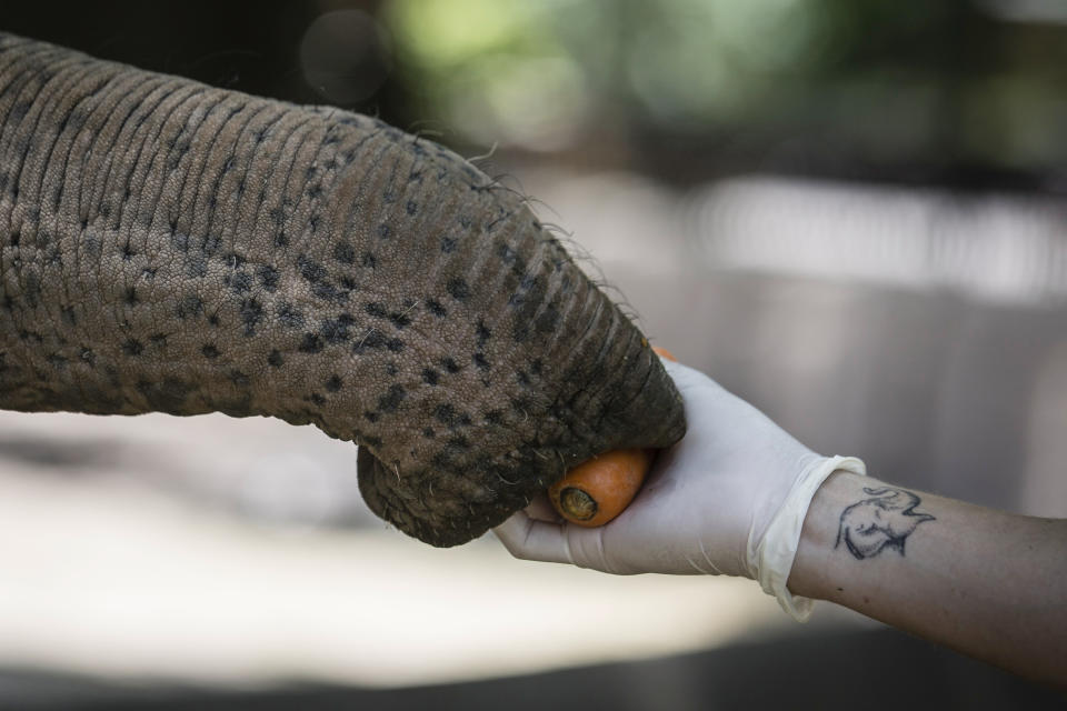 En esta imagen, tomada el 13 de enero de 2020, Mara, una ejemplar de elefante asiático, come zanahorias de la mano del cuidador Santiago Gentili en el antiguo zoo conocido como Ecopark, en Buenos Aires, Argentina. Mara dejará el recinto y será trasladada a un santuario de elefantes en Brasil, pero antes de su viaje al país vecino, que se espera para el mes de marzo, la elefanta, de 55 años, se está entrenando para prepararse para su confinamiento durante el viaje de 2.500 kilómetros por carretera, que durará entre dos y tres días. (AP Foto/Daniel Jayo)