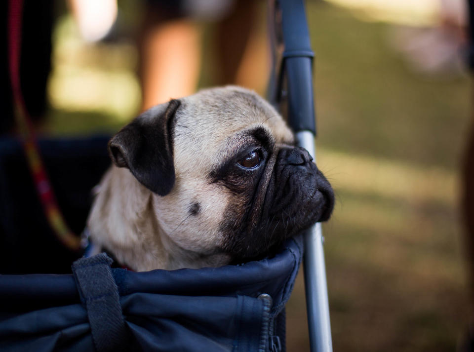 Pugs can get eye diseases as they have large eyes that protrude slightly. Source: Press Association