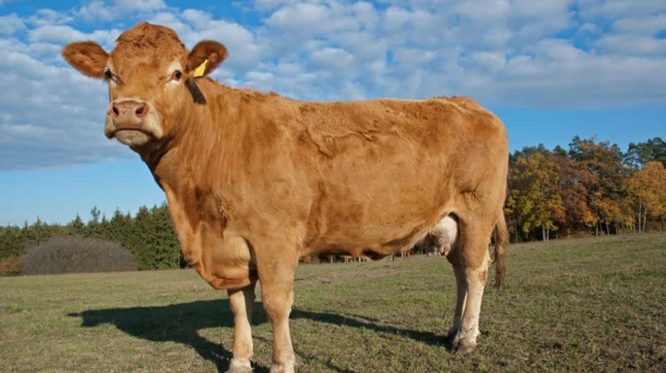 The cow is now comfortable living on her new island and has no intention of leaving, according to her owner. Source: Facebook/Paweł Kukiz