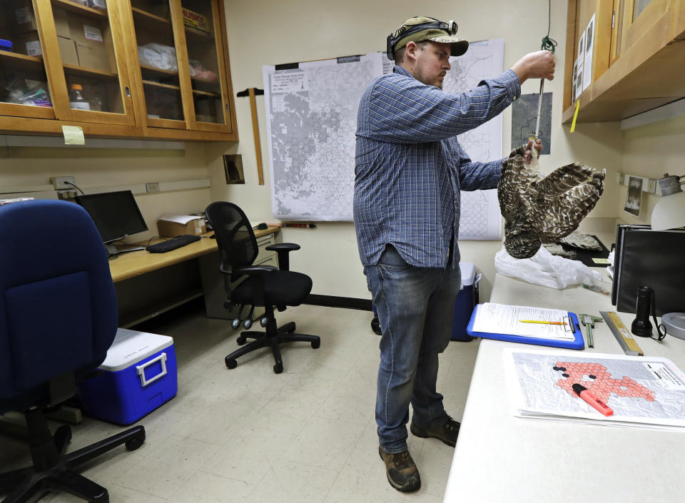 In this photo taken in the early morning hours of Oct. 24, 2018, wildlife technician Jordan Hazan records data in a lab in Corvallis, Ore., from a male barred owl he shot earlier in the night. “You’re taught all of your life that owls and raptors are to be protected,” Hazan says. “People ask me how it is killing the owls. As a hunter, it’s fun going out and bagging your ducks and geese. With the owls, you don’t get any kind of pleasure out of it. It’s just something you have to do.” (AP Photo/Ted S. Warren)