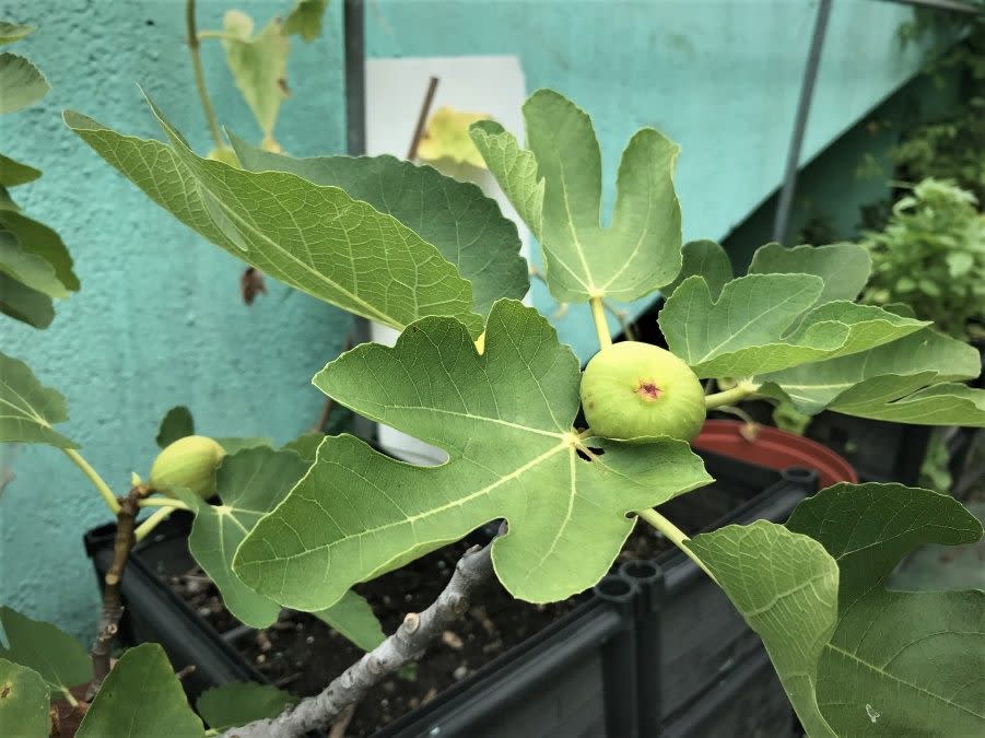 種植在綠屋頂上的無花果也能順利結果。（北市公園處提供）