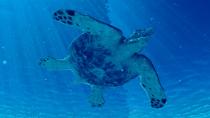 <p> There&apos;s nothing particularly strange about the sea turtles we see today, but what if they were bigger &#x2014; like, much bigger? That would be a little odd, right? Turn back the clock 65 million years, and the ocean featured 15-foot-long (4.6 m) supersize turtles named&#xA0;<em>Archelon ischyros</em>. They would have&#xA0;dwarfed the biggest turtles alive today&#xA0;&#x2014; leatherback turtles (<em>Dermochelys coriacea</em>), which max out at around 5.9 feet (1.8 m) long. </p>
