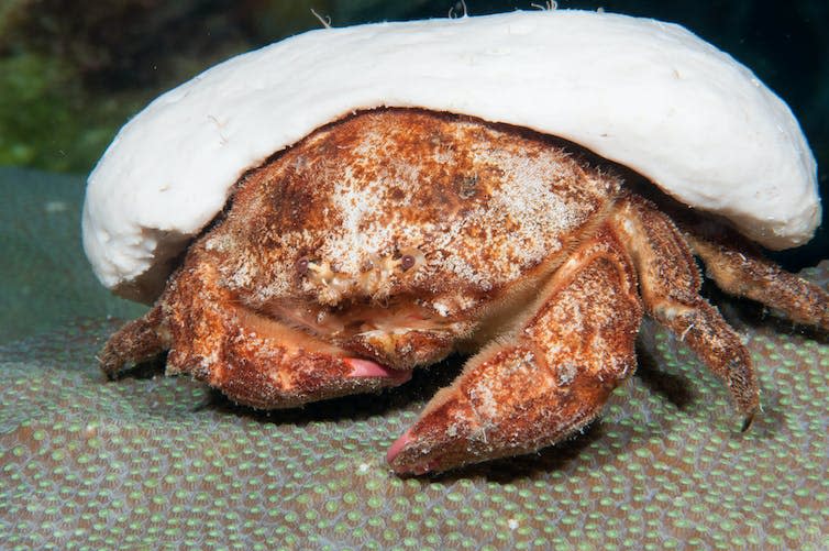 <span class="caption">Redeye sponge crabs carry sponges with them for camouflage.</span> <span class="attribution"><a class="link " href="https://www.shutterstock.com/image-photo/redeye-sponge-crabs-found-flower-garden-1810200487" rel="nofollow noopener" target="_blank" data-ylk="slk:Porco_Rosso/Shutterstock;elm:context_link;itc:0;sec:content-canvas">Porco_Rosso/Shutterstock</a></span>