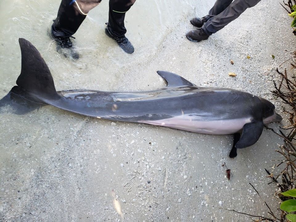 This male bottlenose dolphin  founnd stranded on Fort Myers Beach had eaten two feet of shower hose.