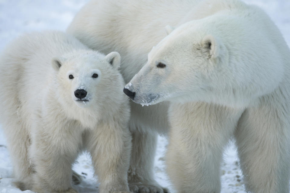 This November 2008 photo provided by Polar Bears International shows polar bears on the coastline outside Churchill, Manitoba, Canada. Scientists and advocates point to polar bears, marked as “threatened” on the endangered species list, as the white-hot warning signal for the rest of the planet — “the canary in the cryosphere.” (BJ Kirschhoffer/Polar Bears International via AP)