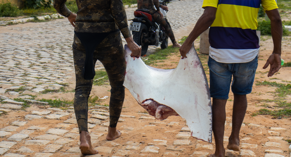 Two men carrying a dead ray.