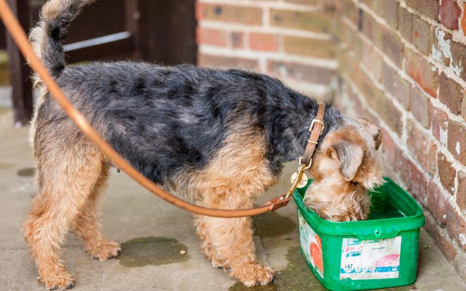 Dog drinking outside - Credit: Andrew Crowley/Andrew Crowley