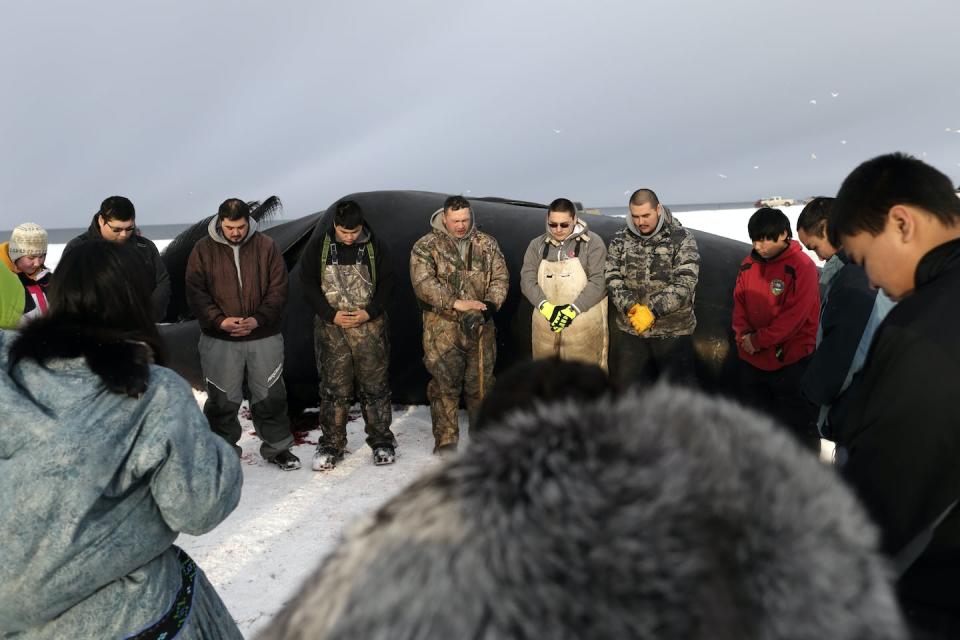 Crawford Patkotak, center, leads a prayer after his crew landed a bowhead whale near Barrow, Alaska. Both revered and hunted by the Inupiat, the bowhead whale serves a symbol of tradition, as well as a staple of food. <a href="http://www.apimages.com/metadata/Index/Alaska-Whale-Photo-Gallery/61c08e74bee5490280f3e38d63533e87/4/0" rel="nofollow noopener" target="_blank" data-ylk="slk:AP Photo/Gregory Bull;elm:context_link;itc:0;sec:content-canvas" class="link ">AP Photo/Gregory Bull</a>