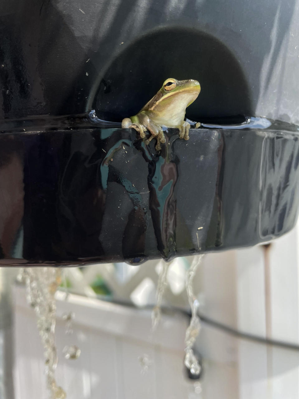 A tiny frog sits in the bottom of a hanging planter as it is watered during an extended heat wave in Harahan, La., Sunday, Aug. 20, 2023. (AP Photo/Gerald Herbert)