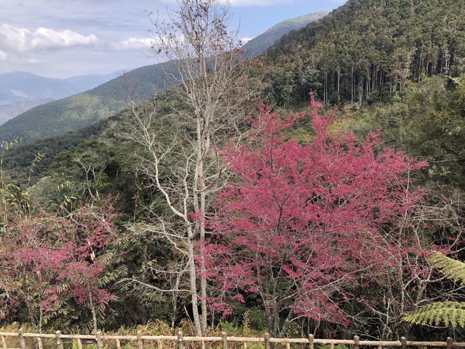 二二八連假，屏東林管處邀請民眾走訪南方森活圈，一起健康森呼吸。圖為藤枝國家森林遊樂區盛開的山櫻花。（記者毛莉攝）