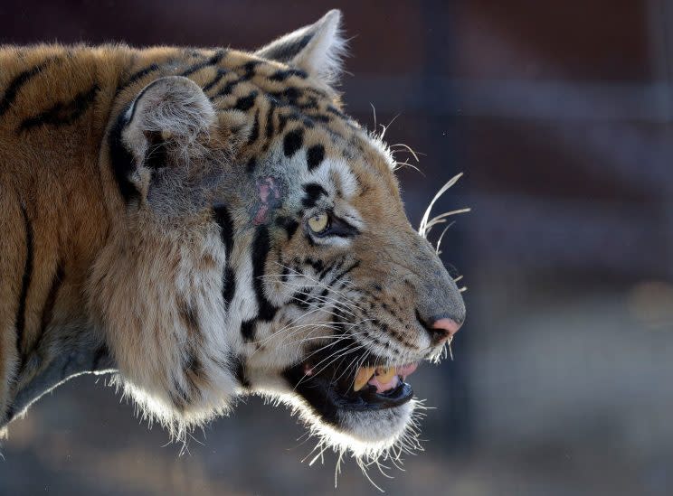 Um das Jahr 1900 herum hat ein Bengal-Tiger in Nepal über 400 Menschen getötet. (Symbolbild: AP Photo/Themba Hadebe)