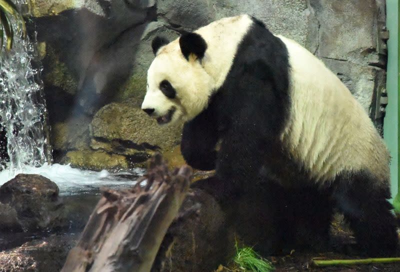 Adult female panda Er Shun is seen in an undated photograph provided by the Calgary Zoo