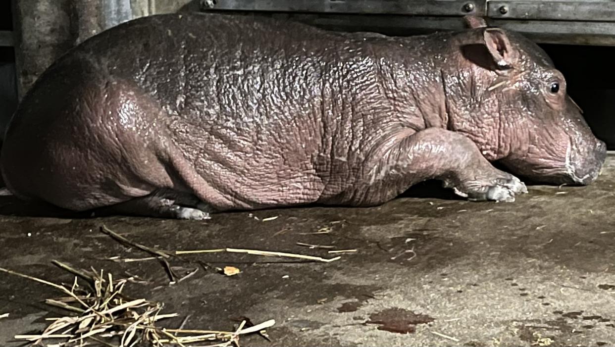 The zoo has yet to release the name of the newborn hippopotamus. (Photo: Cincinnati Zoo and Botanical Garden)