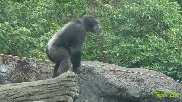 上演大脫逃的猩猩「莎莉」。(動物園提供)