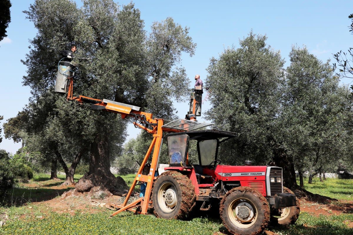An olive grove in Italy (Getty Images)