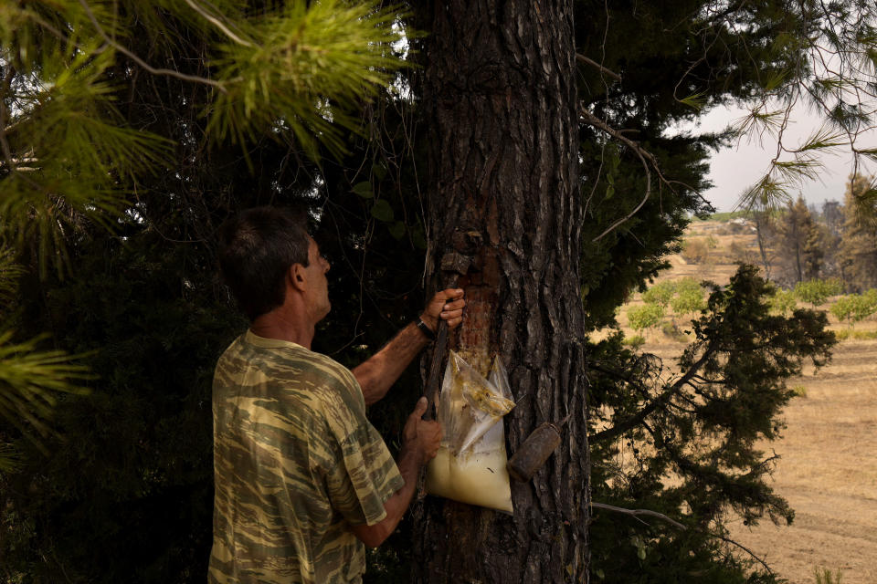 Christos Livas, 48, resin collector uses a tool on a pine tree in a pine forest near Agdines village on the island of Evia, about 185 kilometers (115 miles) north of Athens, Greece, Wednesday, Aug. 11, 2021. Residents in the north of the Greek island of Evia have made their living from the dense pine forests surrounding their villages for generations. Tapping the pine trees for their resin has been a key source of income for hundreds of families. But hardly any forests are left after one of Greece’s most destructive single wildfires in decades rampaged across northern Evia for days. (AP Photo/Petros Karadjias)
