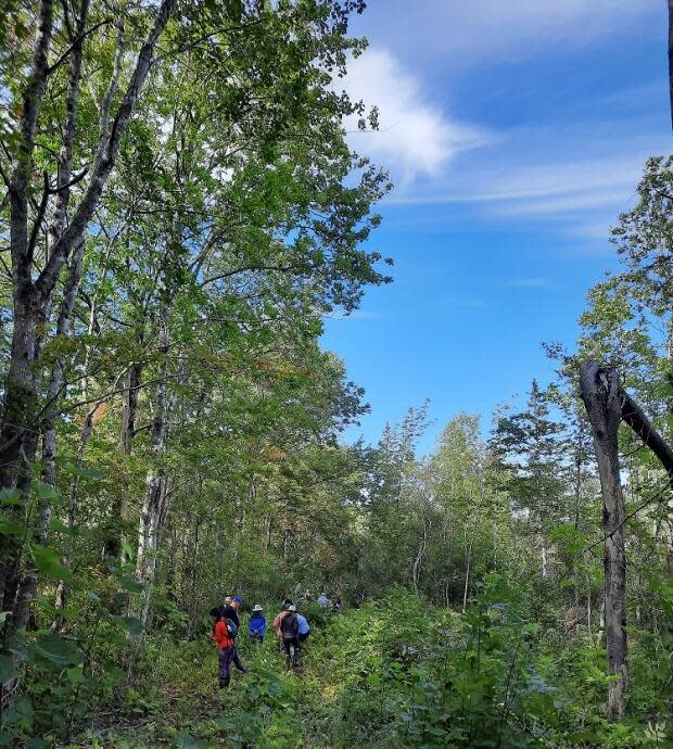 A small group of people are seen in Arlington forest near Hampton, N.S. The Arlington Forest Protection Society hosted its first biodiversity walk in the area on Saturday, Sept. 11, 2021. (Submitted by Laura Bright - image credit)