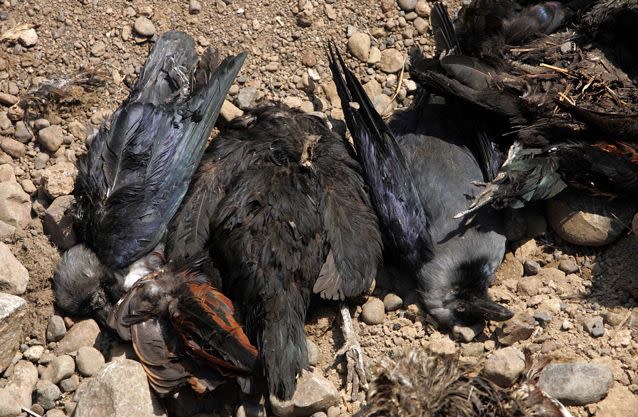 Crow carcasses following a cull in India's North Maharashtra region in February. Source: Getty