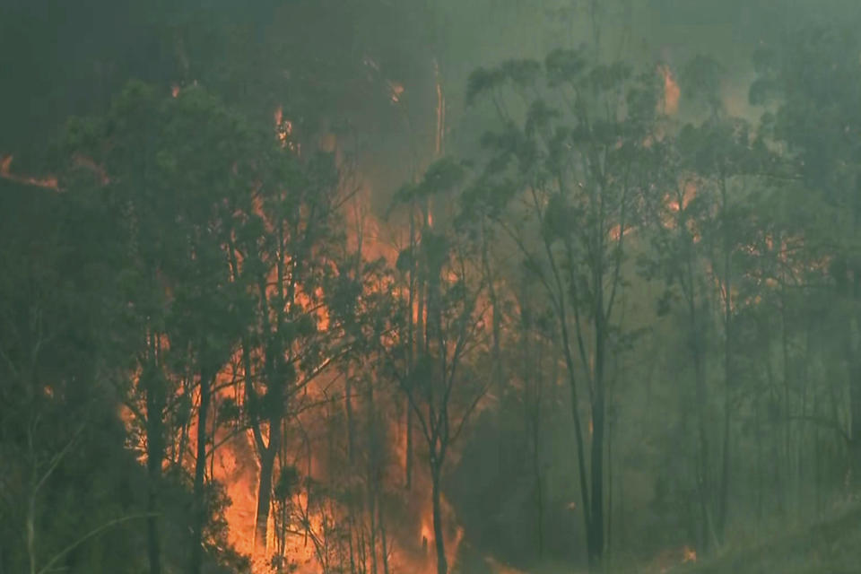 In this image made from video, forest trees are on fire in Hillville, New South Wales state, Australia, Wednesday, Nov. 13, 2019. More than 50 homes were damaged or destroyed and 13 firefighters were injured overnight by catastrophic wildfires across Australia's most populous state before the emergency subsided on Wednesday, officials said. (Australian Broadcasting Corporation via AP)