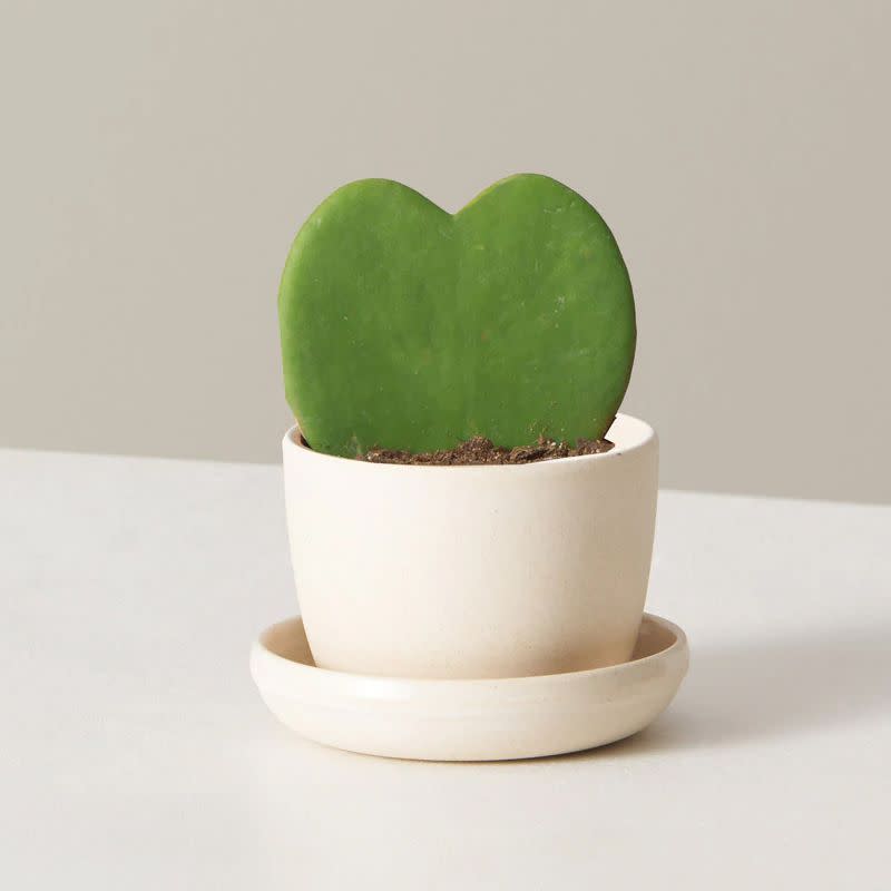 4) Hoya Heart Plant