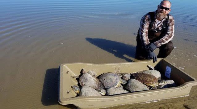 Even turtles have been feeling the effects of the cold weather. Source: NOAA