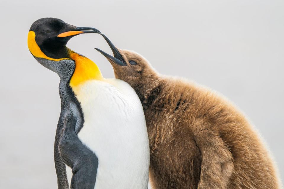  (LEVI FITZE/BIRD PHOTOGRAPHER OF THE YEAR)